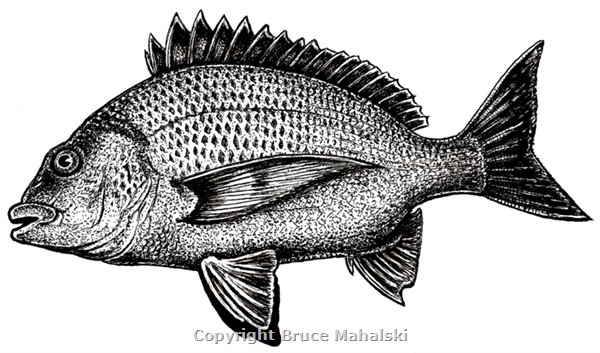 005 - Yellow-finned Bream Picture